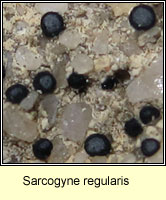 Sarcogyne regularis