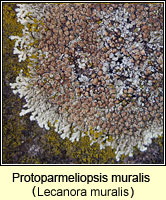 Protoparmeliopsis muralis (Lecanora muralis)