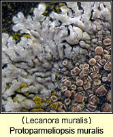 Protoparmeliopsis muralis (Lecanora muralis)