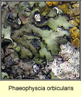 Phaeophyscia orbicularis