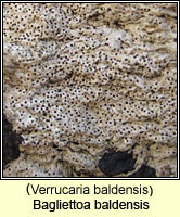 Verrucaria baldensis