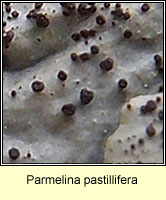 Parmelina pastillifera