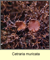Cetraria muricata, fertile