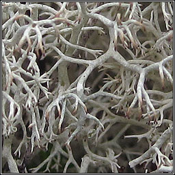 Cladonia ciliata