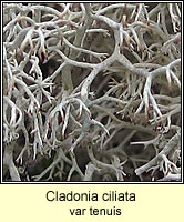 Cladonia ciliata var tenuis