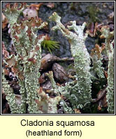 Cladonia squamosa (heathland form)