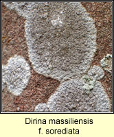 Dirina massiliensis f sorediata