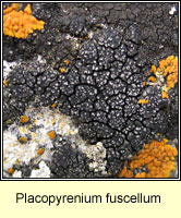 Placopyrenium fuscellum