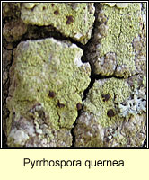 Pyrrhospora quernea