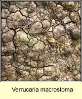 Verrucaria macrostoma