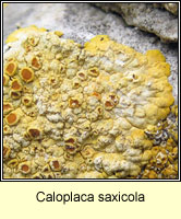 Caloplaca saxicola