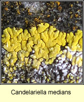 Candelariella medians