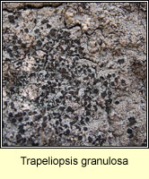Trapeliopsis granulosa