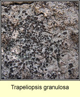 Trapeliopsis granulosa