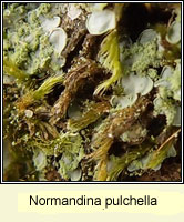 Normandina pulchella