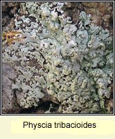 Physcia tribacioides