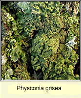 Physconia grisea