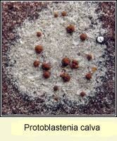 Protoblastenia calva