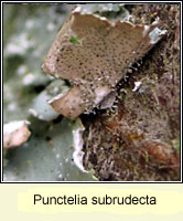 Punctelia subrudecta