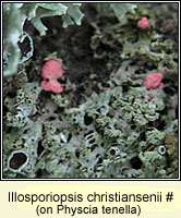 Illosporiopsis christiansenii
