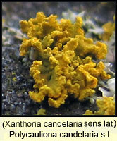 Xanthoria candelaria