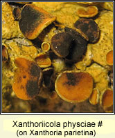 Xanthoriicola physciae