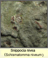 Schismatomma niveum