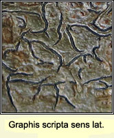 Graphis scripta