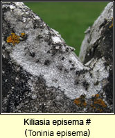 Kiliasia episema (Toninia episema)