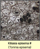 Toninia episema