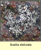 Buellia stellulata