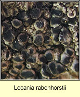 Lecania rabenhorstii