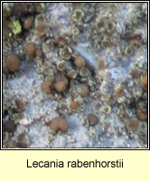 Lecania rabenhorstii