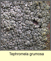 Tephromela grumosa