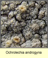 Ochrolechia androgyna