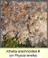 Athelia arachnoidea