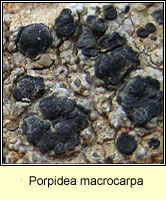 Porpidea macrocarpa