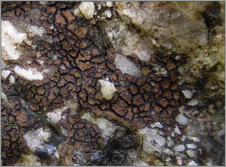 Acarospora fuscata
