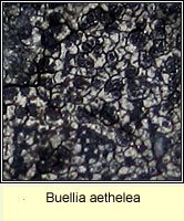 Buellia aethelea
