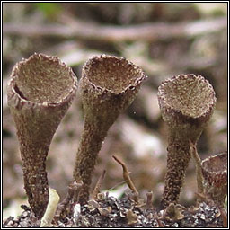 Cladonia grayi