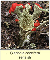 Cladonia coccifera sens str