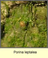 Porina leptalea