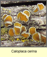 Caloplaca cerina