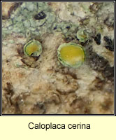 Caloplaca cerina