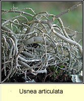 Usnea articulata