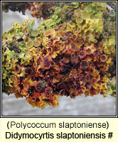 Polycoccum slaptoniense