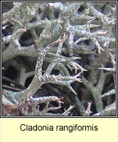 Cladonia rangiformis