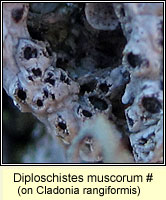 Diploschistes muscorum