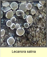 Lecanora salina