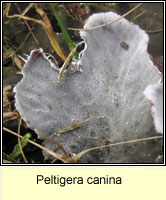 Peltigera canina